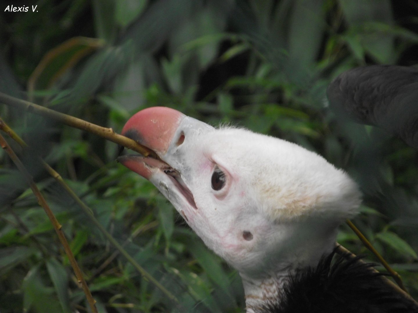 White-headed Vulture - Zooparc de Beauval - 12/01/2025