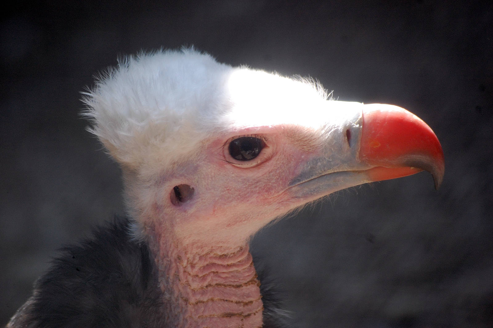 White-headed Vulture