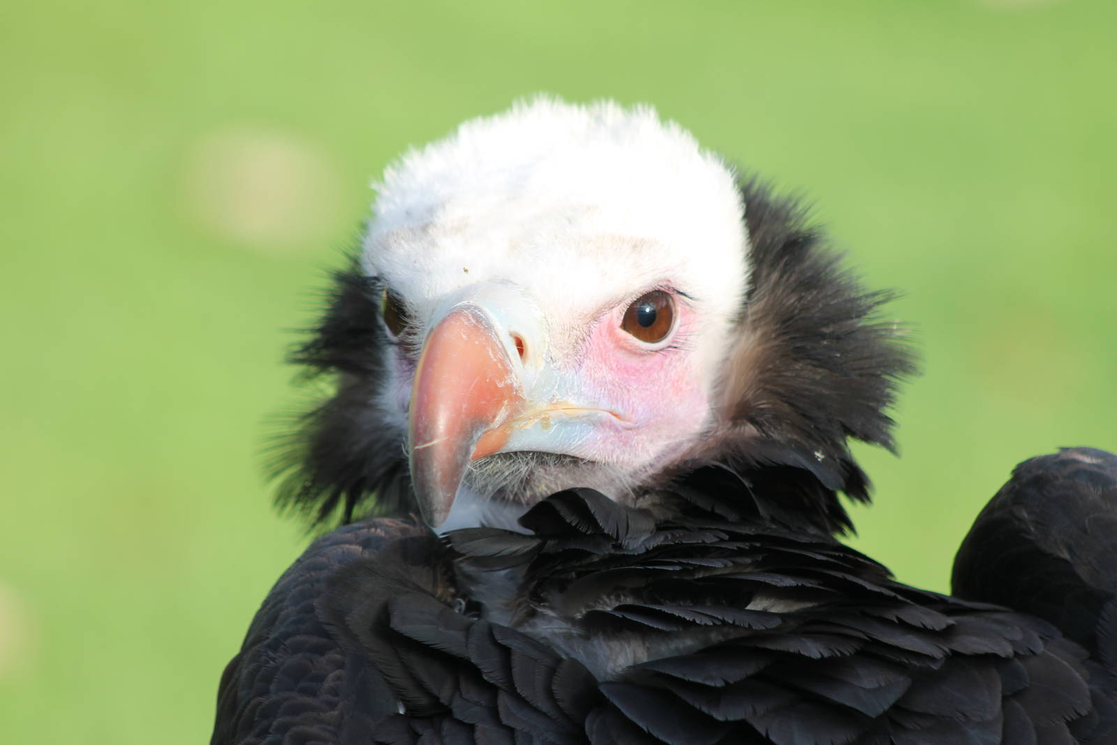 White-headed vulture