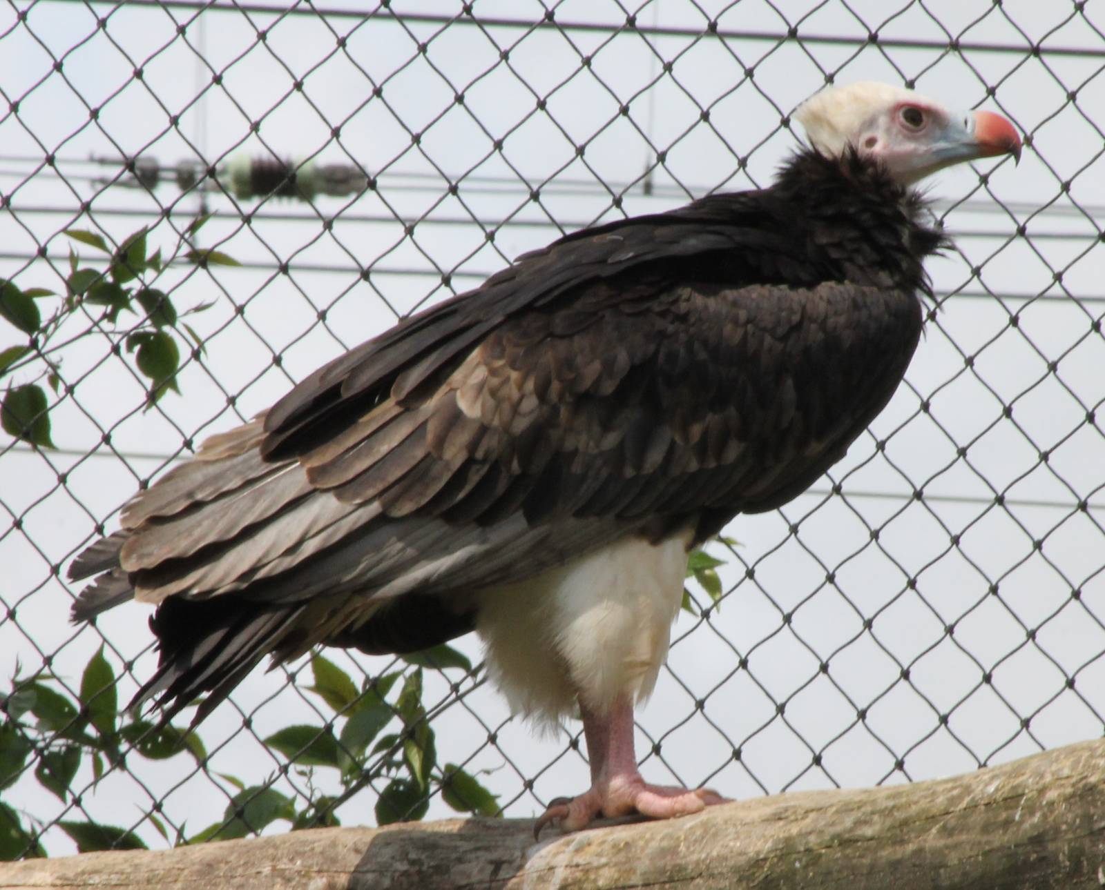 White-headed vulture