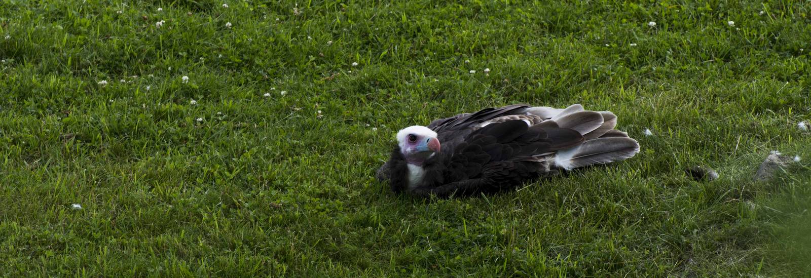 White-Headed Vulture