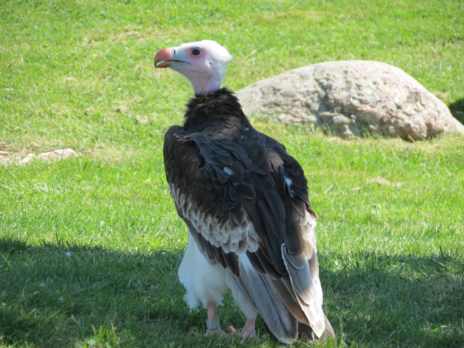 White-headed Vulture