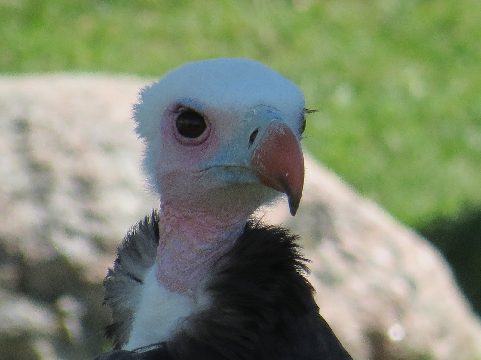 White-headed Vulture