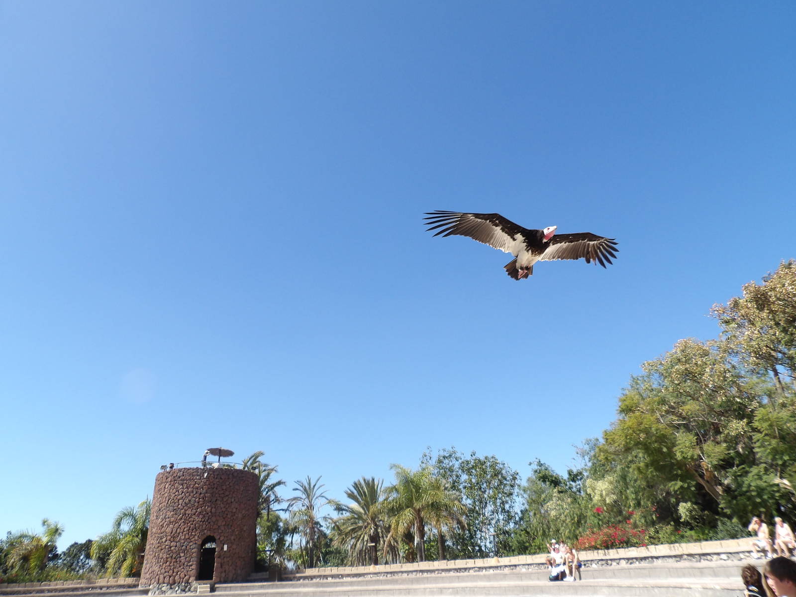 White-headed vulture