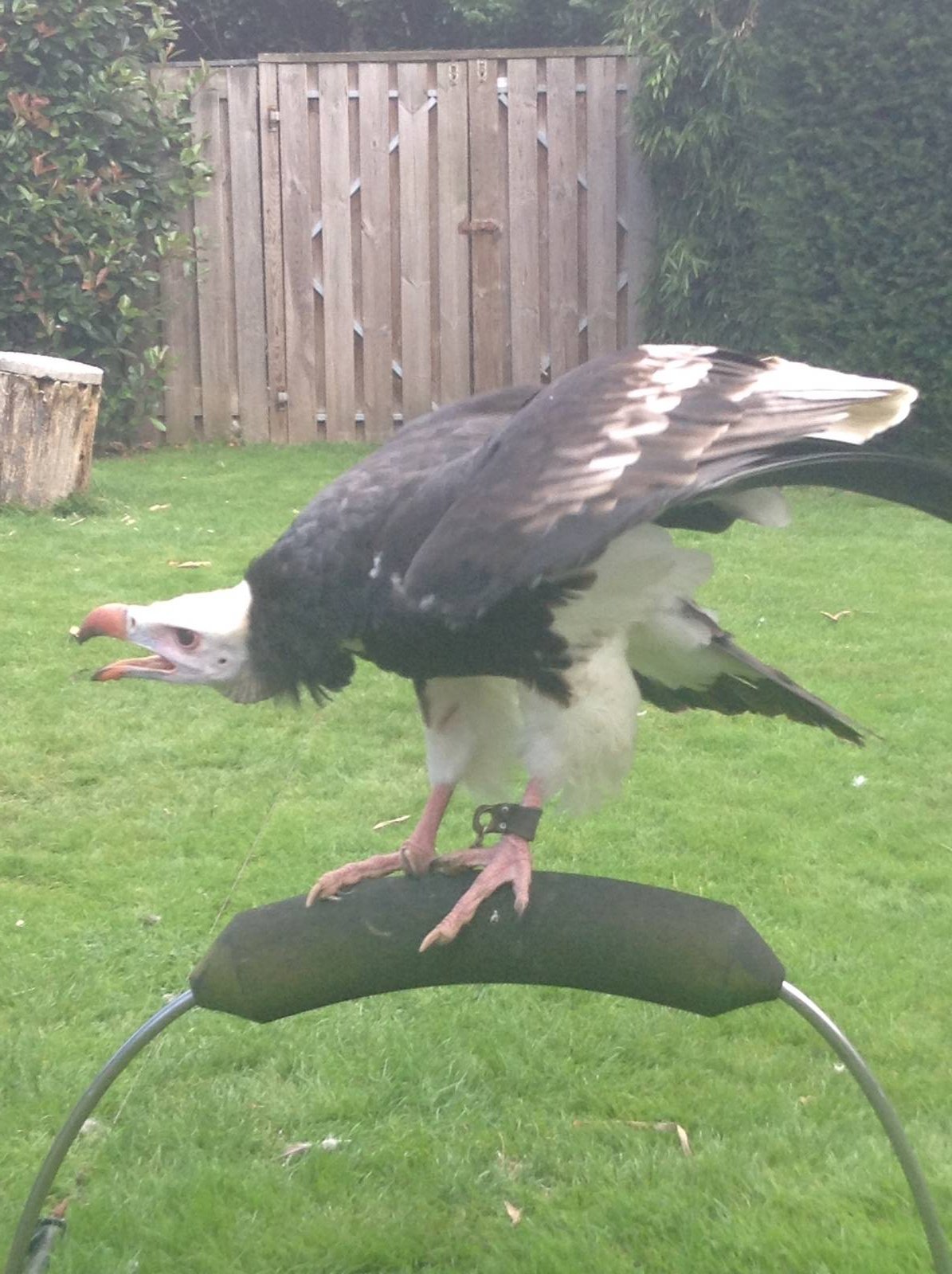 White Headed Vulture