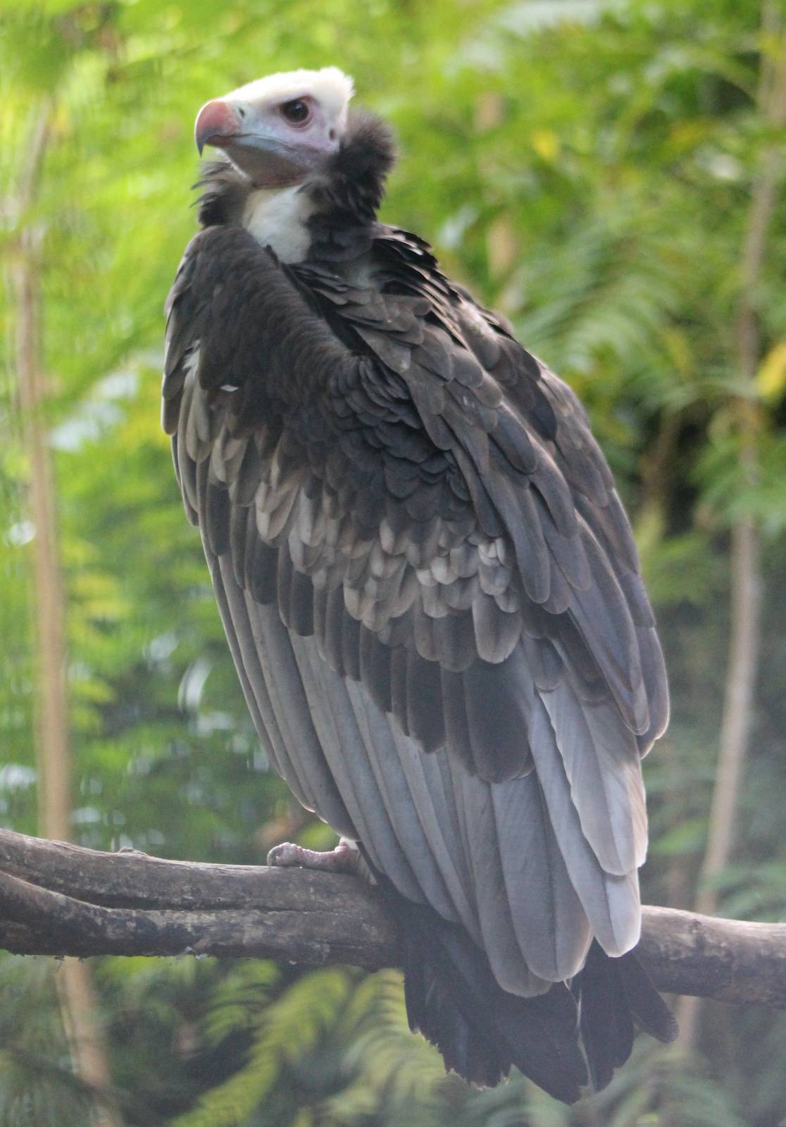White-headed vulture