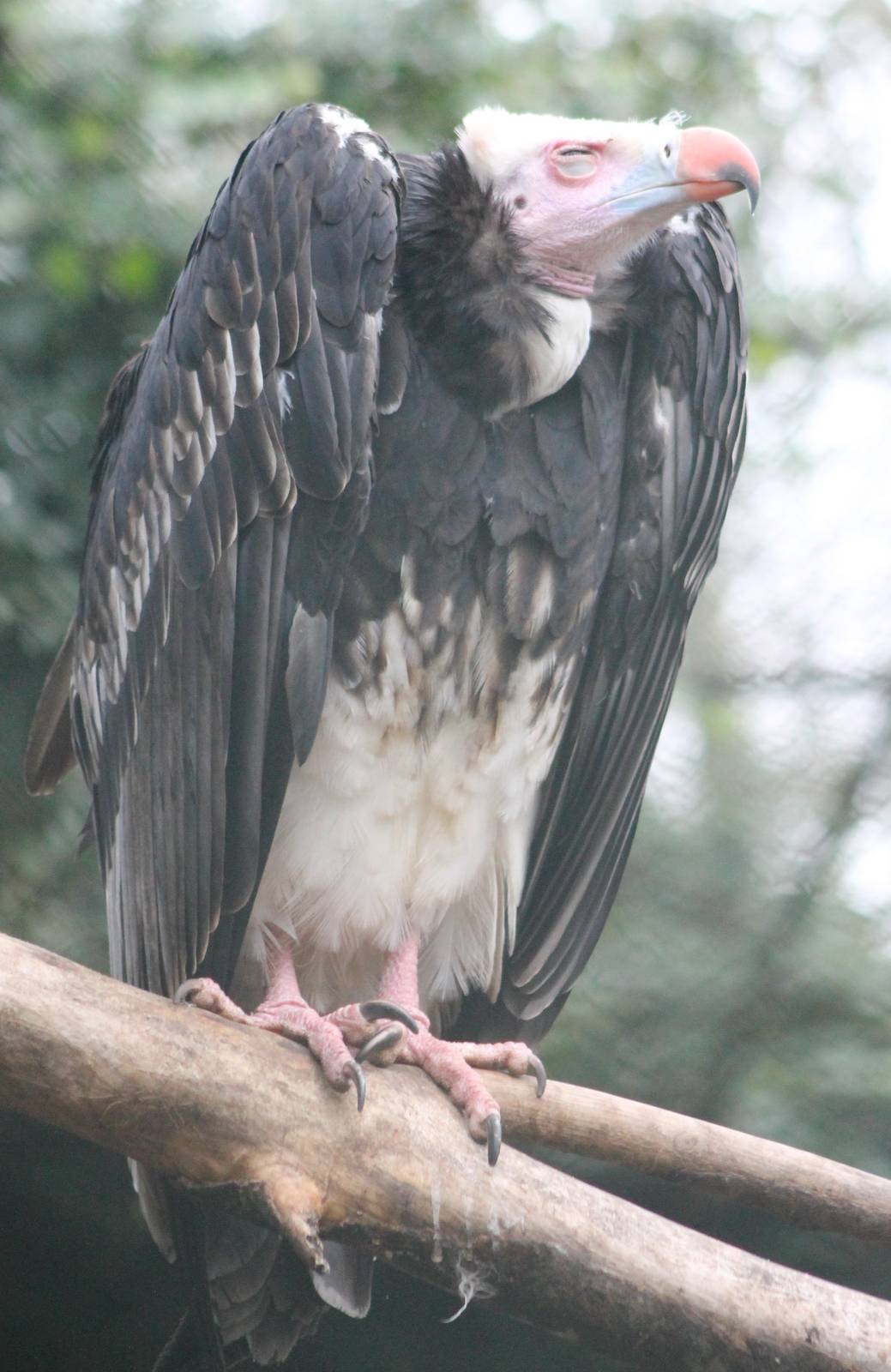 White-headed vulture