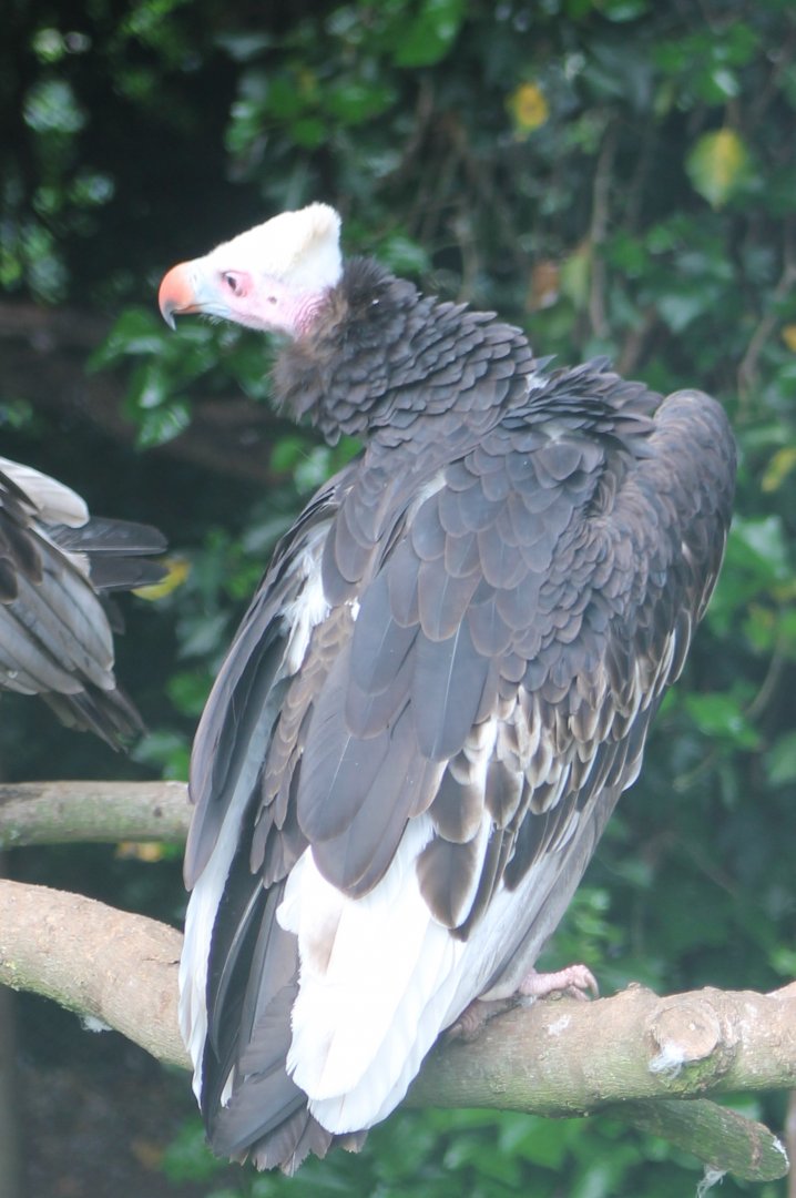 White-headed vulture