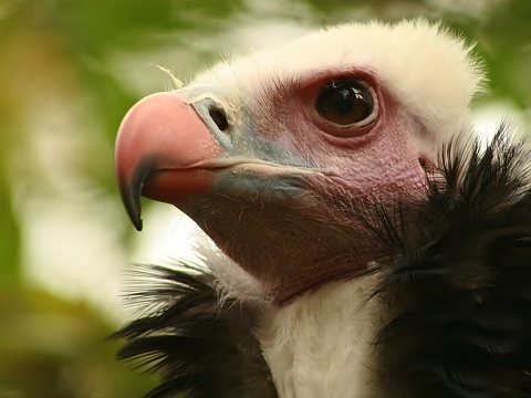 White-headed Vulture