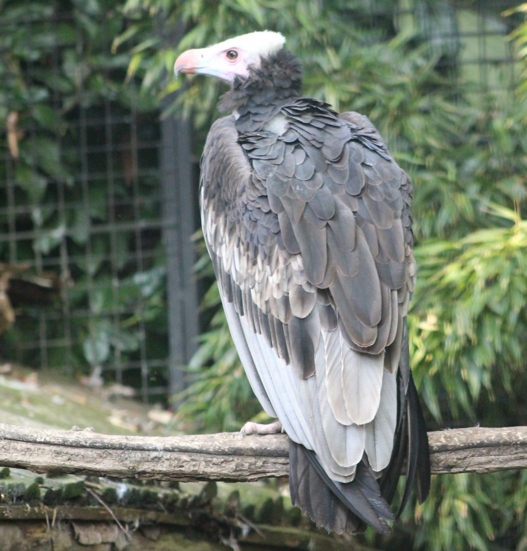 White-headed vulture