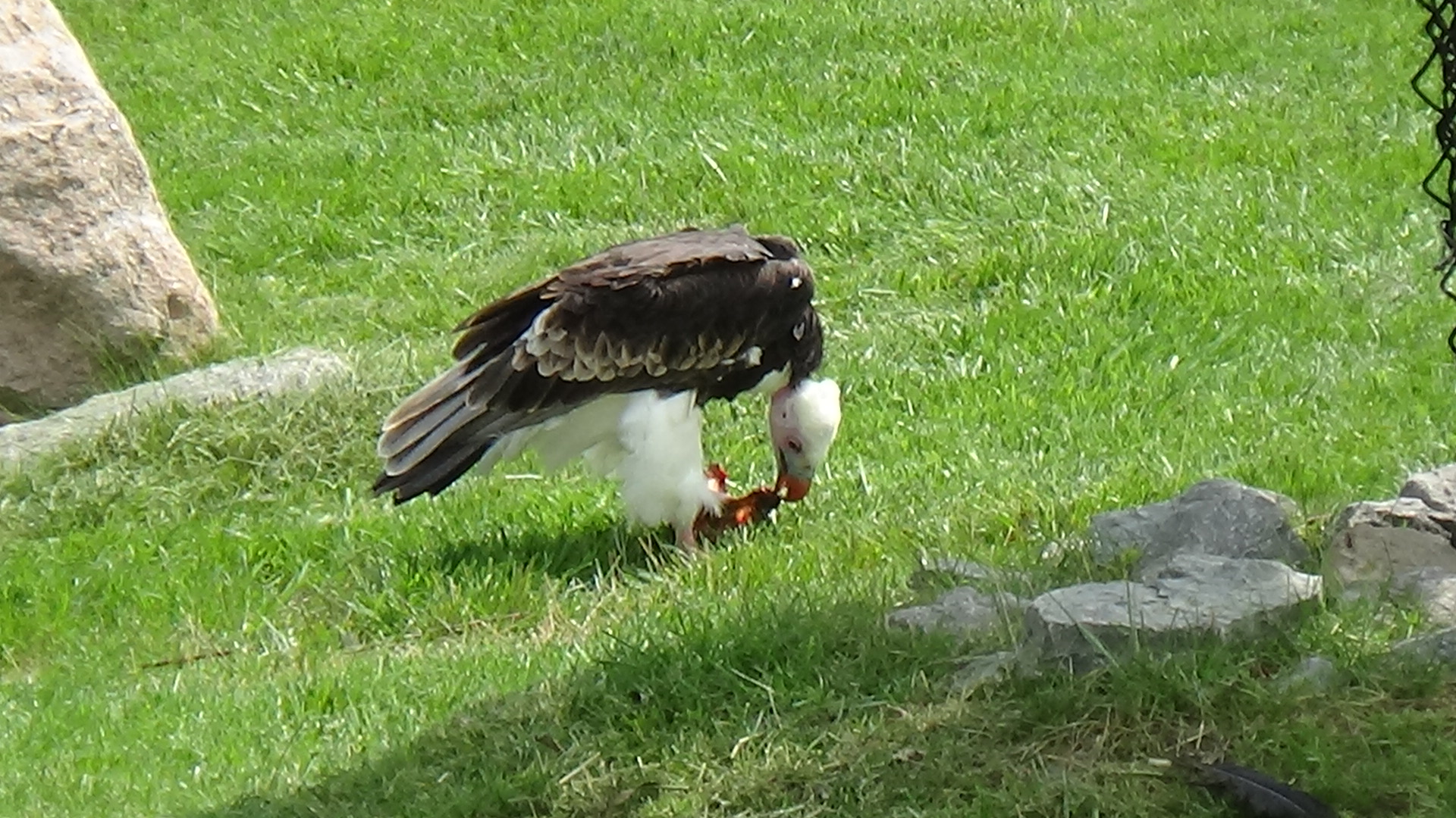 White-headed vulture