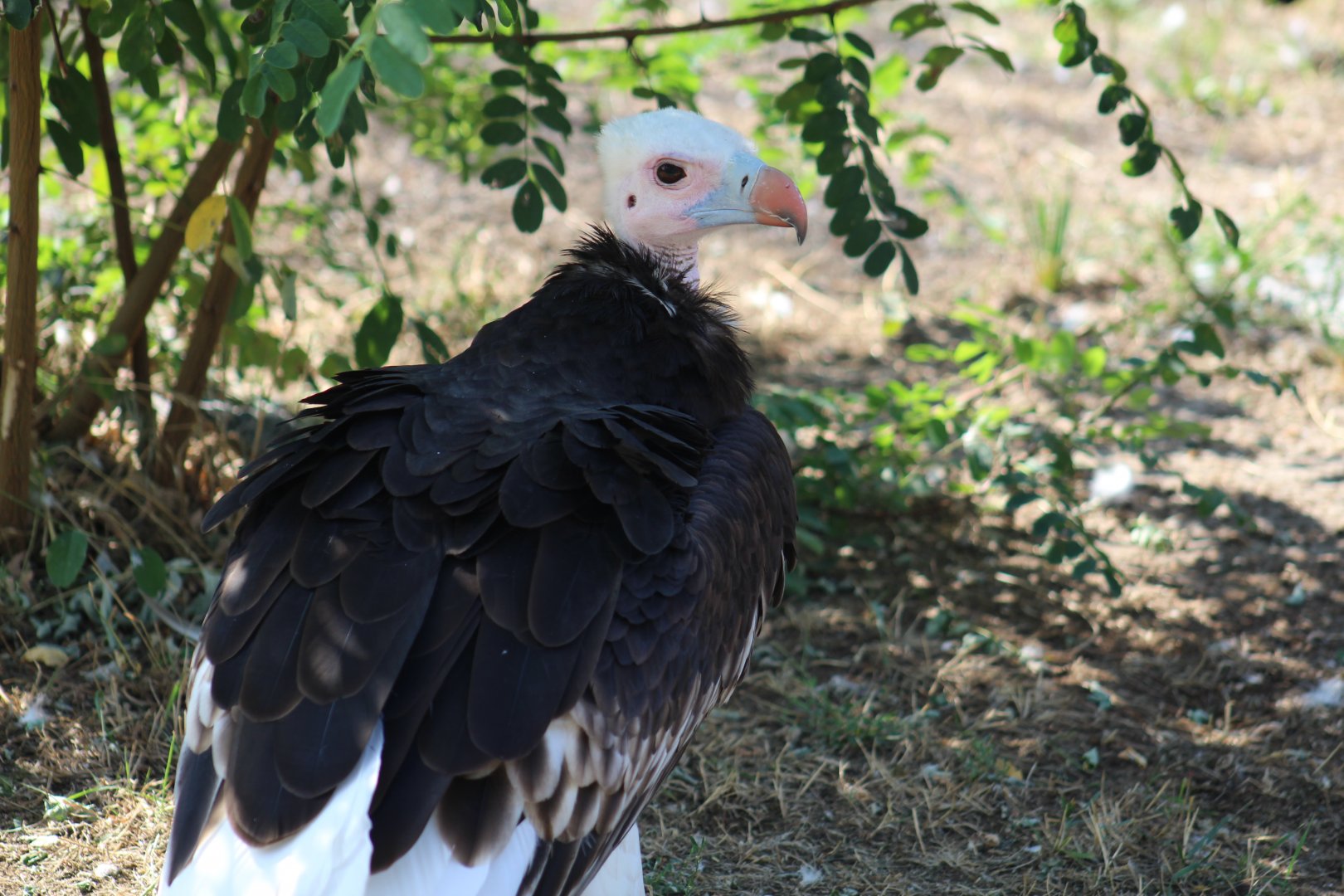 White-Headed Vulture