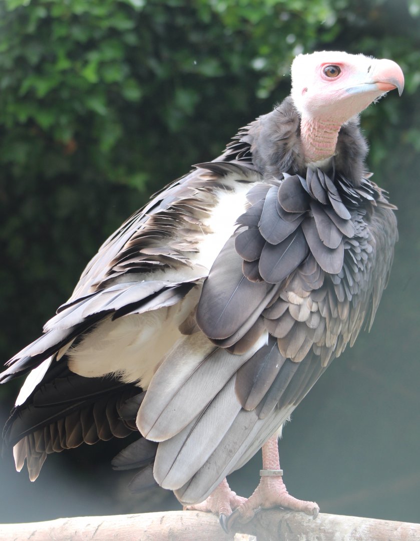 White-headed vulture