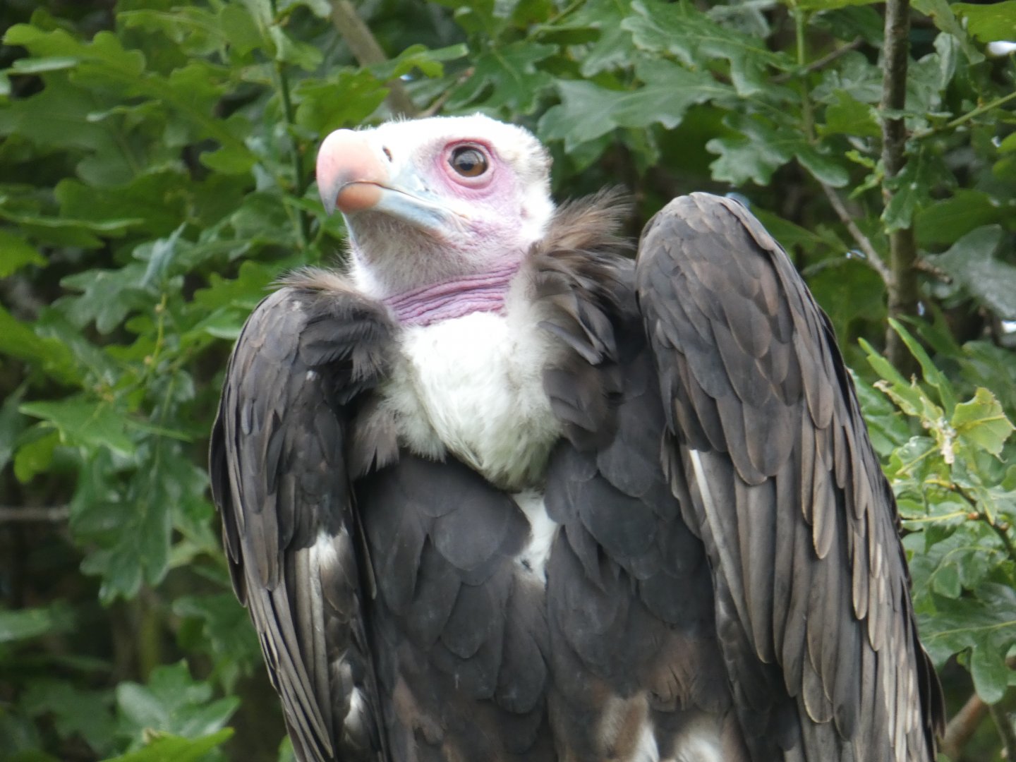 White-headed vulture