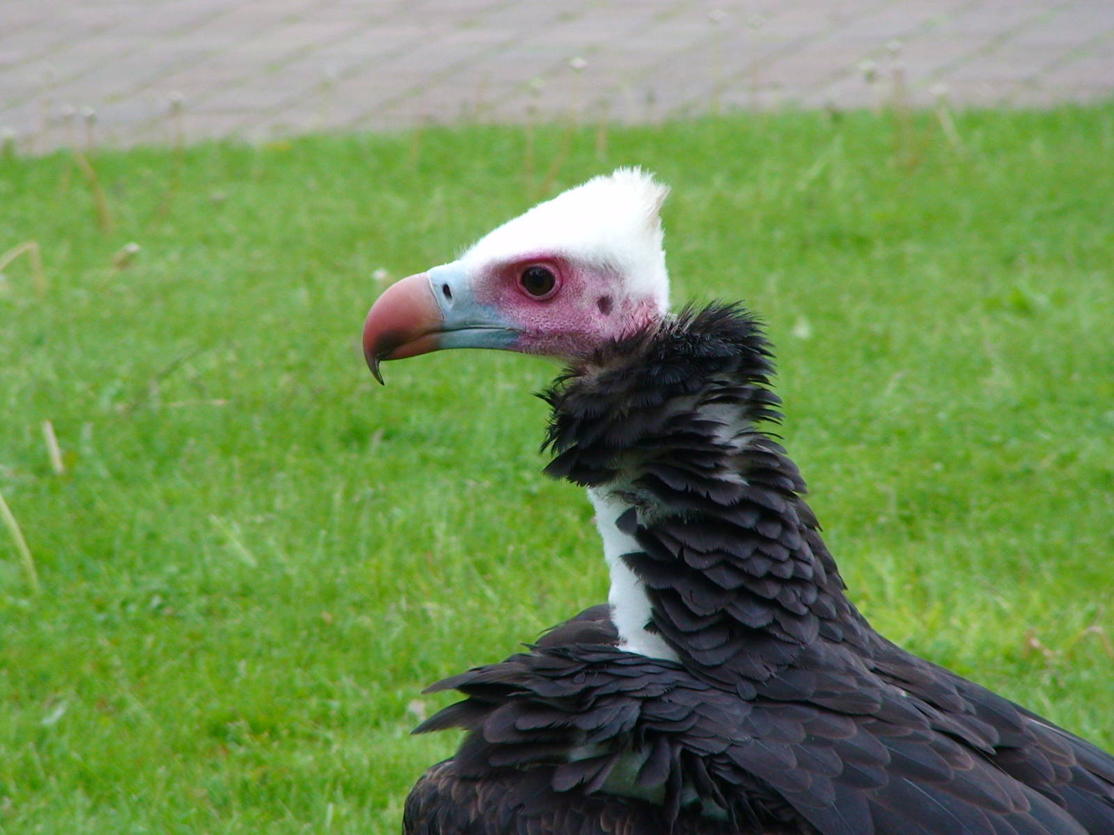 White Headed Vulture