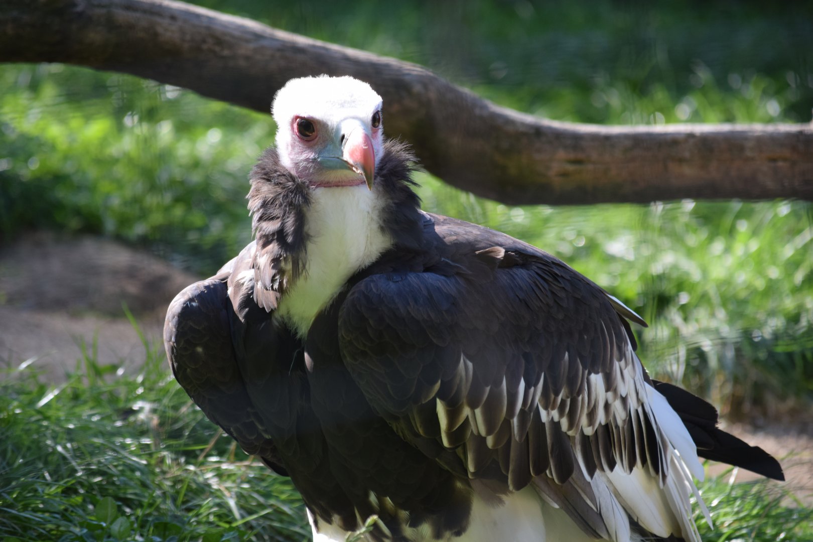 White-headed vulture