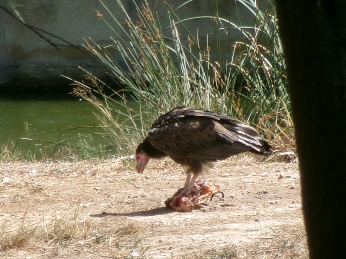 White-headed vulture