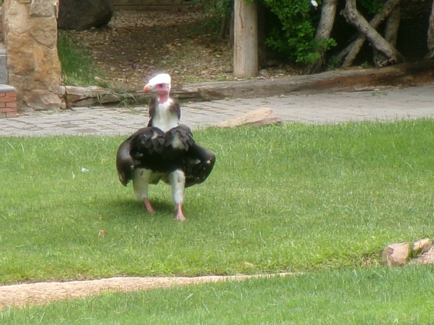 White-headed vulture