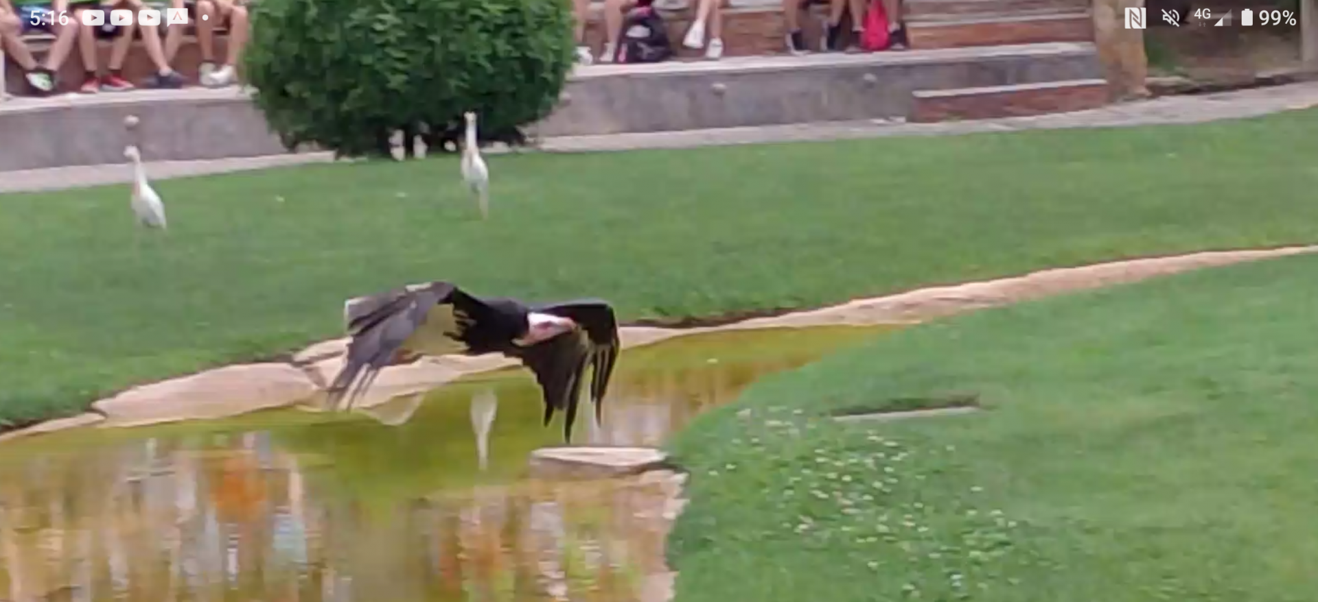 White-headed vulture