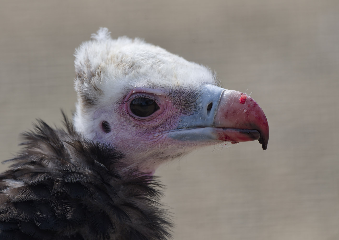 White-headed vulture