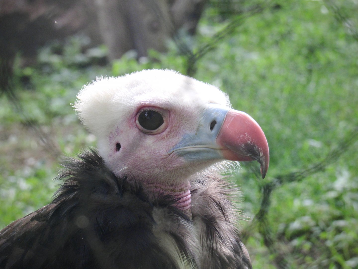 White-headed vulture