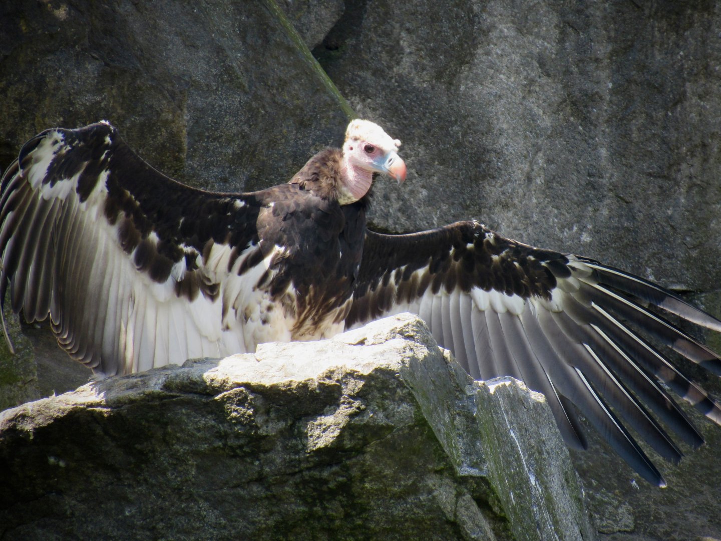 White-headed vulture