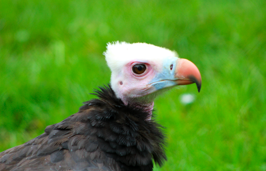 White-headed Vulture
