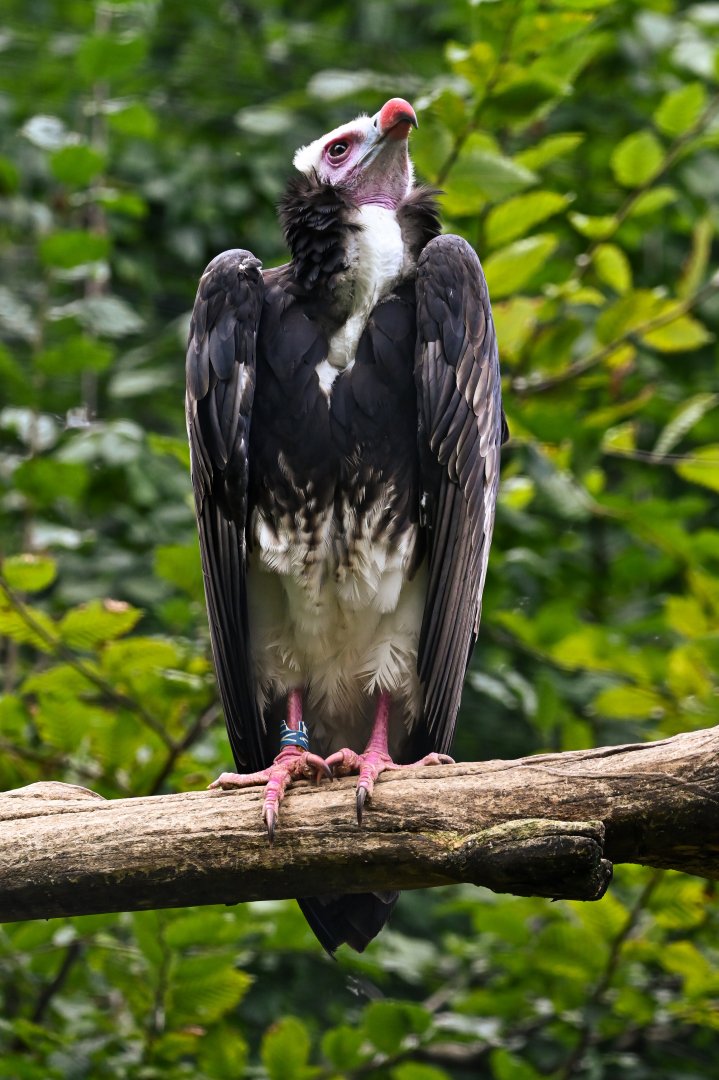White-headed vulture