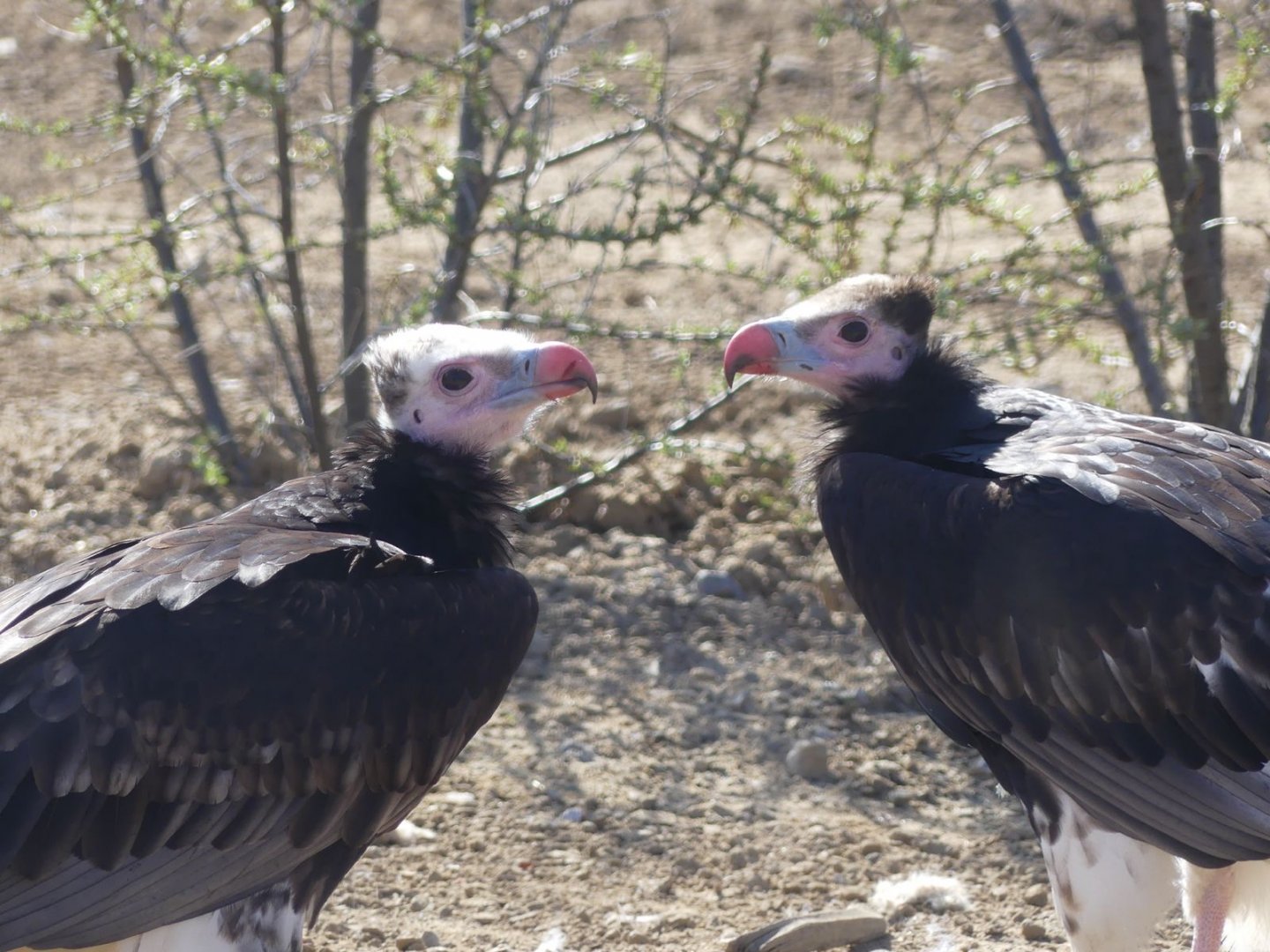 White Headed Vultures - Heart of Africa - 02.04.25