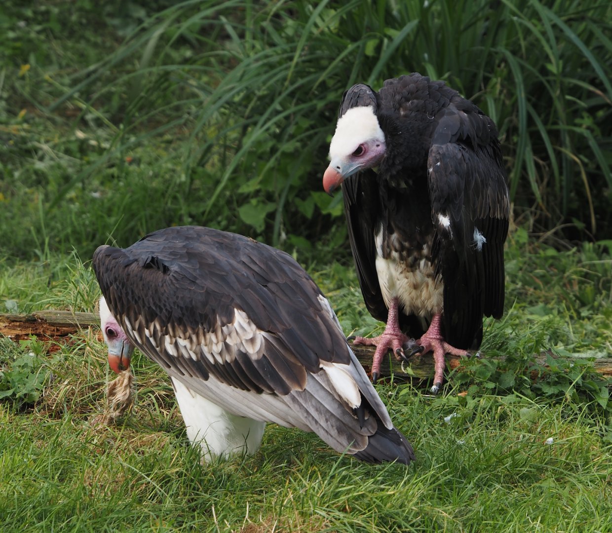 White-headed vultures (Trigonoceps occipitalis), 2024-09-17
