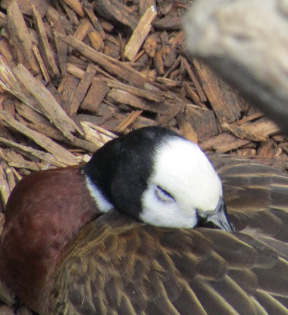 White Headed Whistling Duck