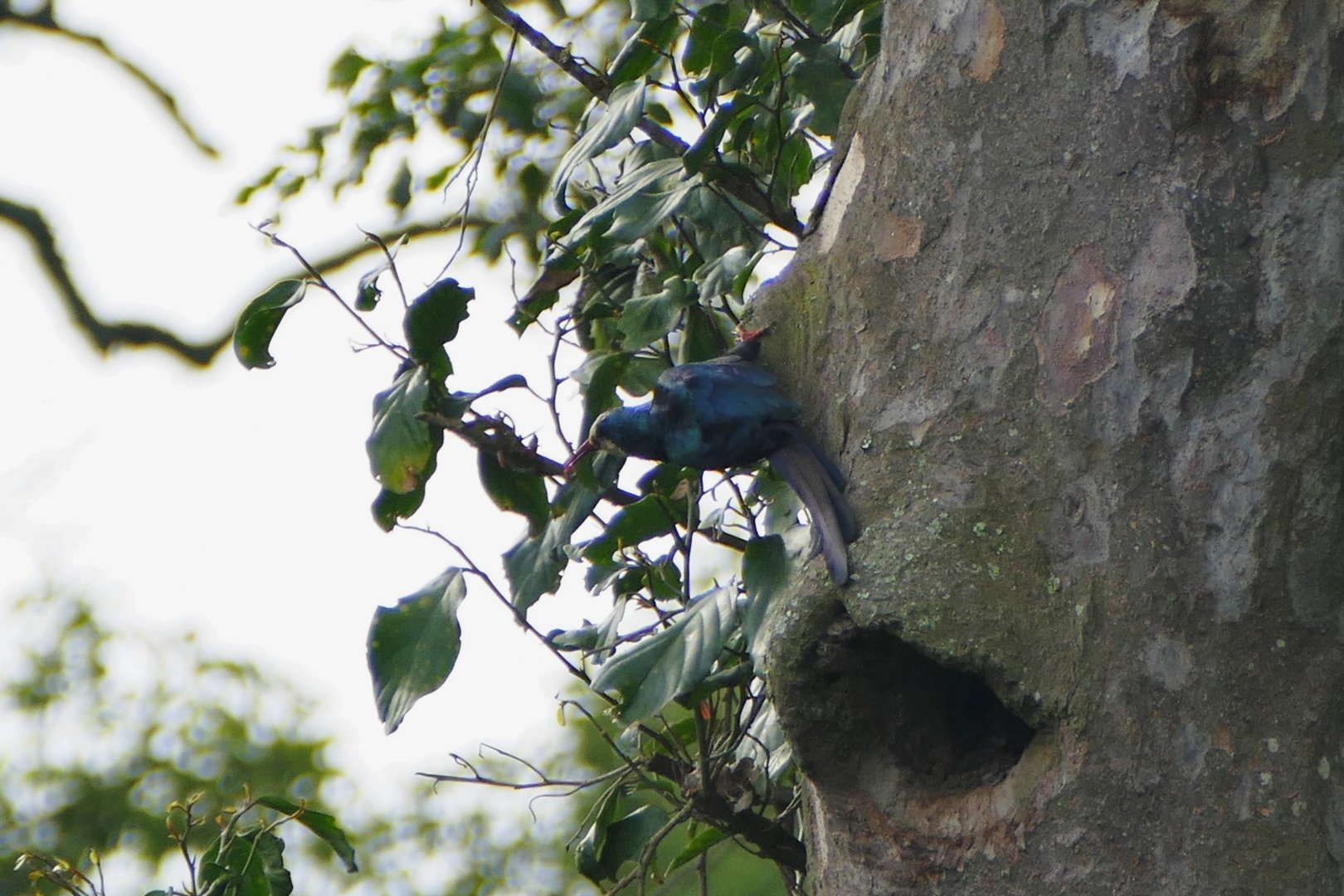 White-headed Woodhoopoe
