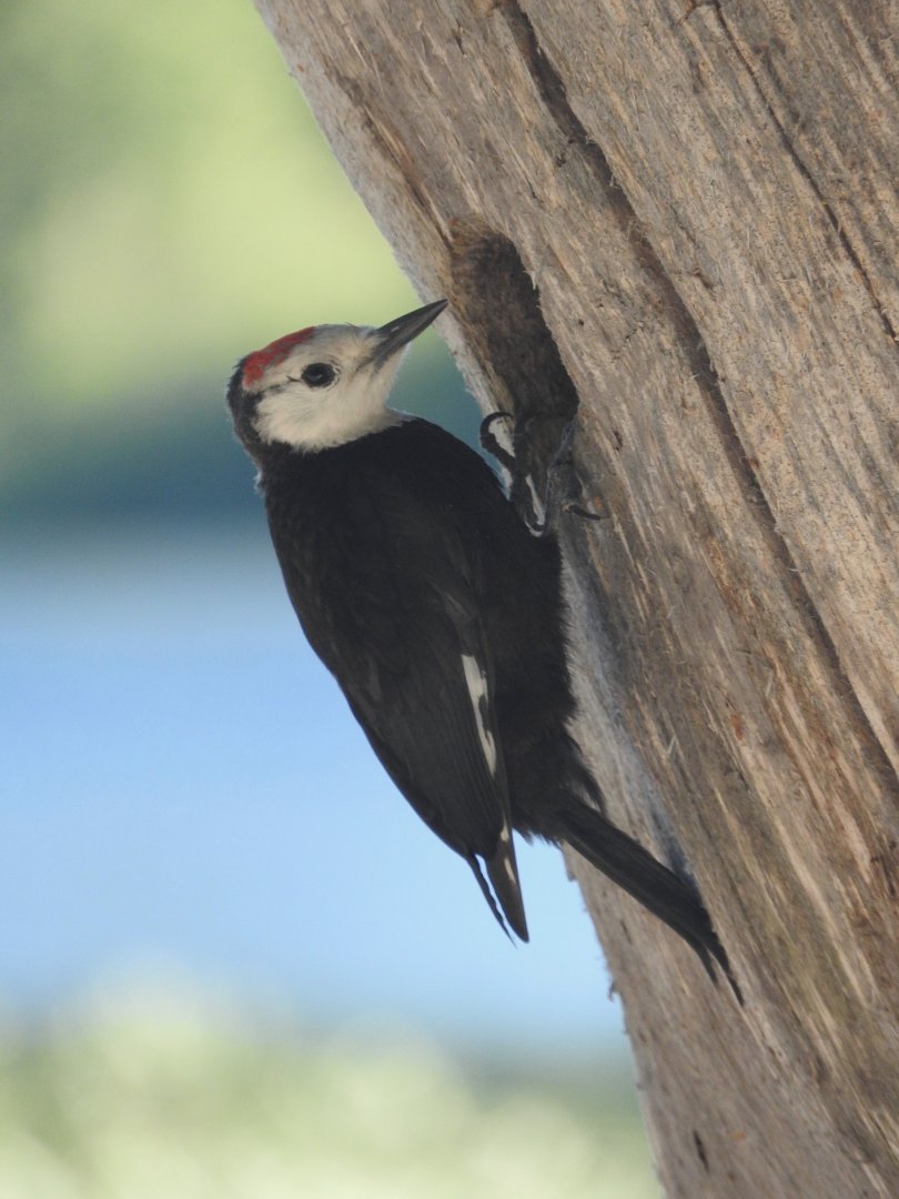 White-headed Woodpecker