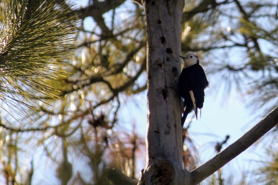 White-headed Woodpecker