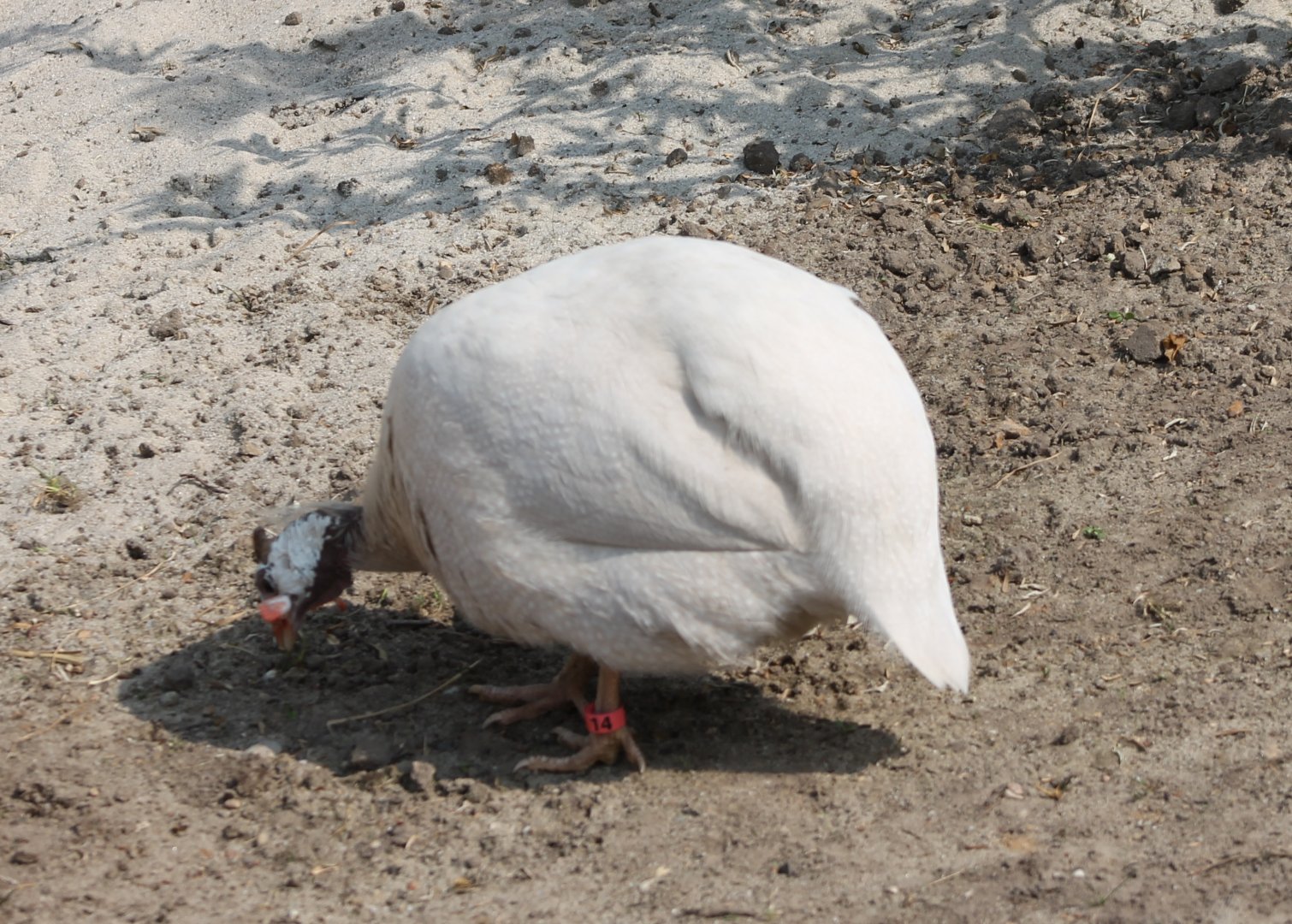 White Helmeted guineafowl