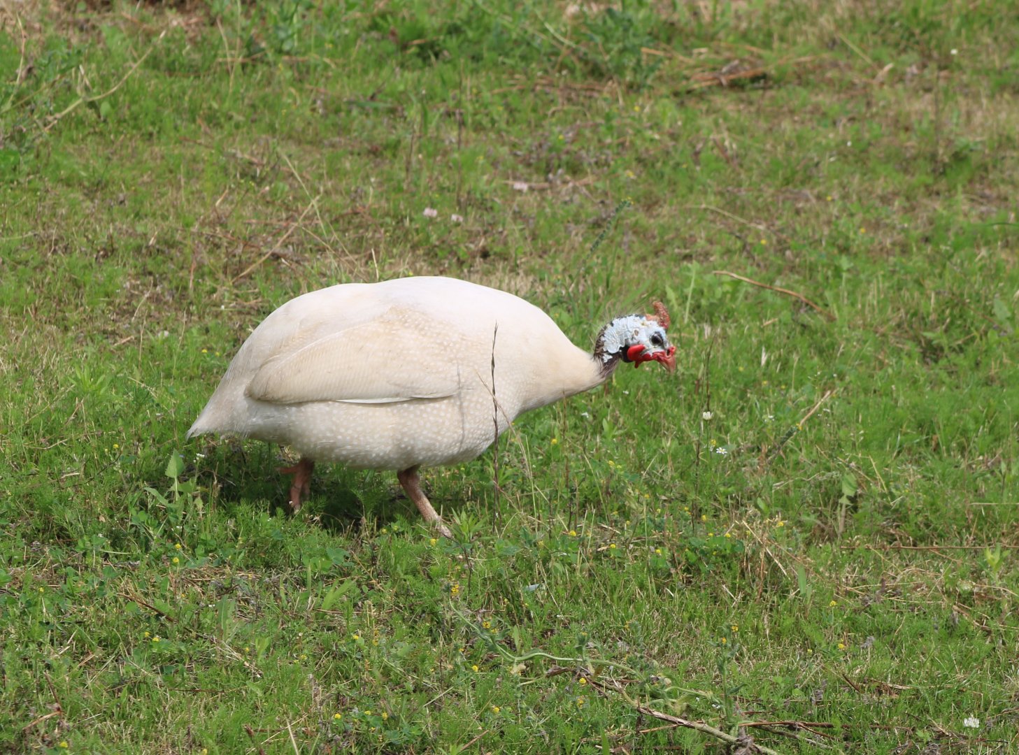 White helmeted guineafowl