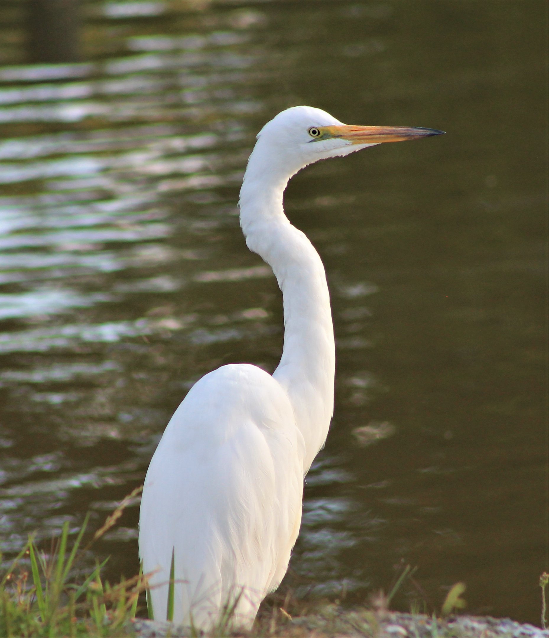 White Heron (Egretta alba modesta)