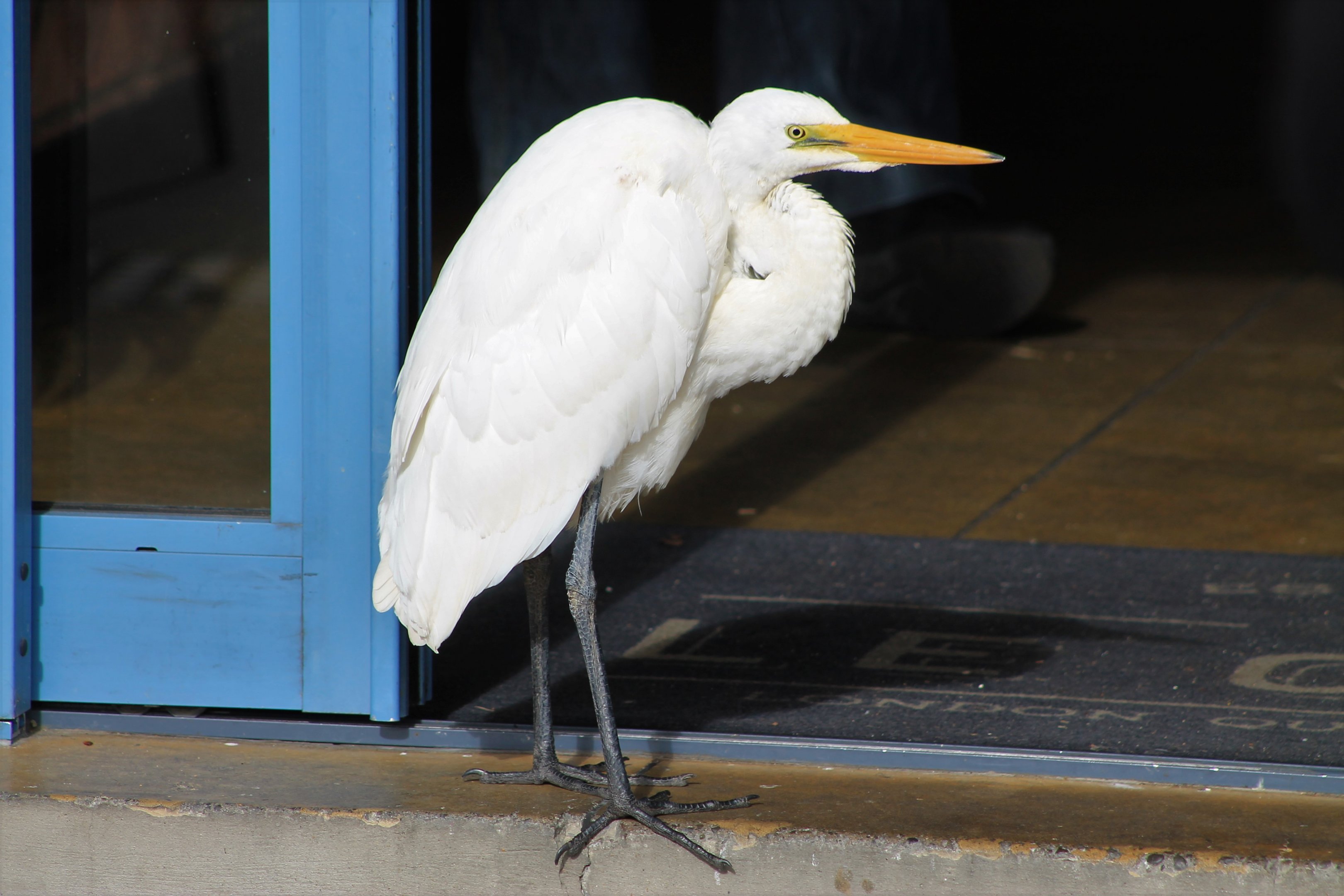 White Heron (Egretta alba)