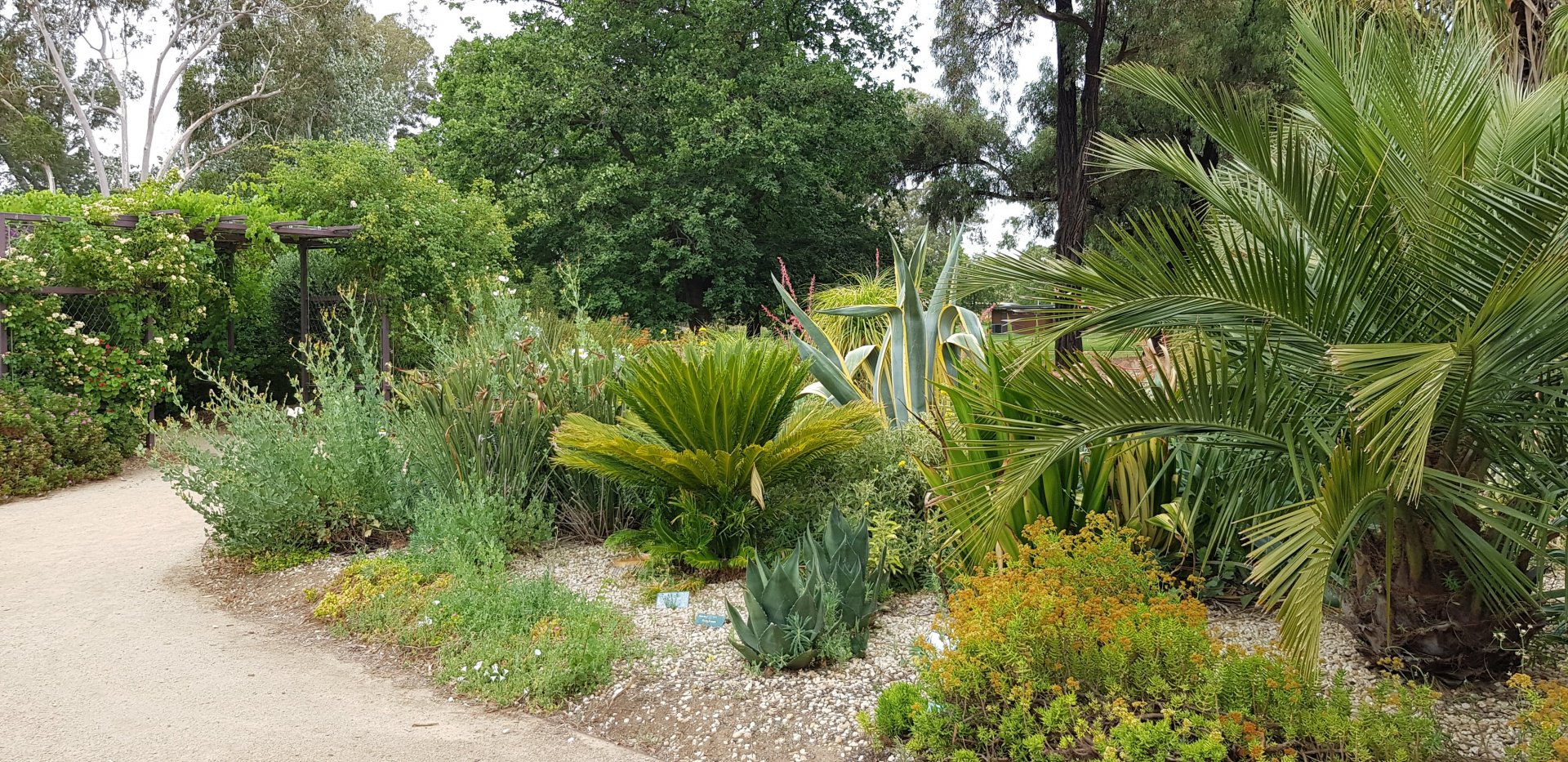 White Hills Botanic Gardens - arid garden