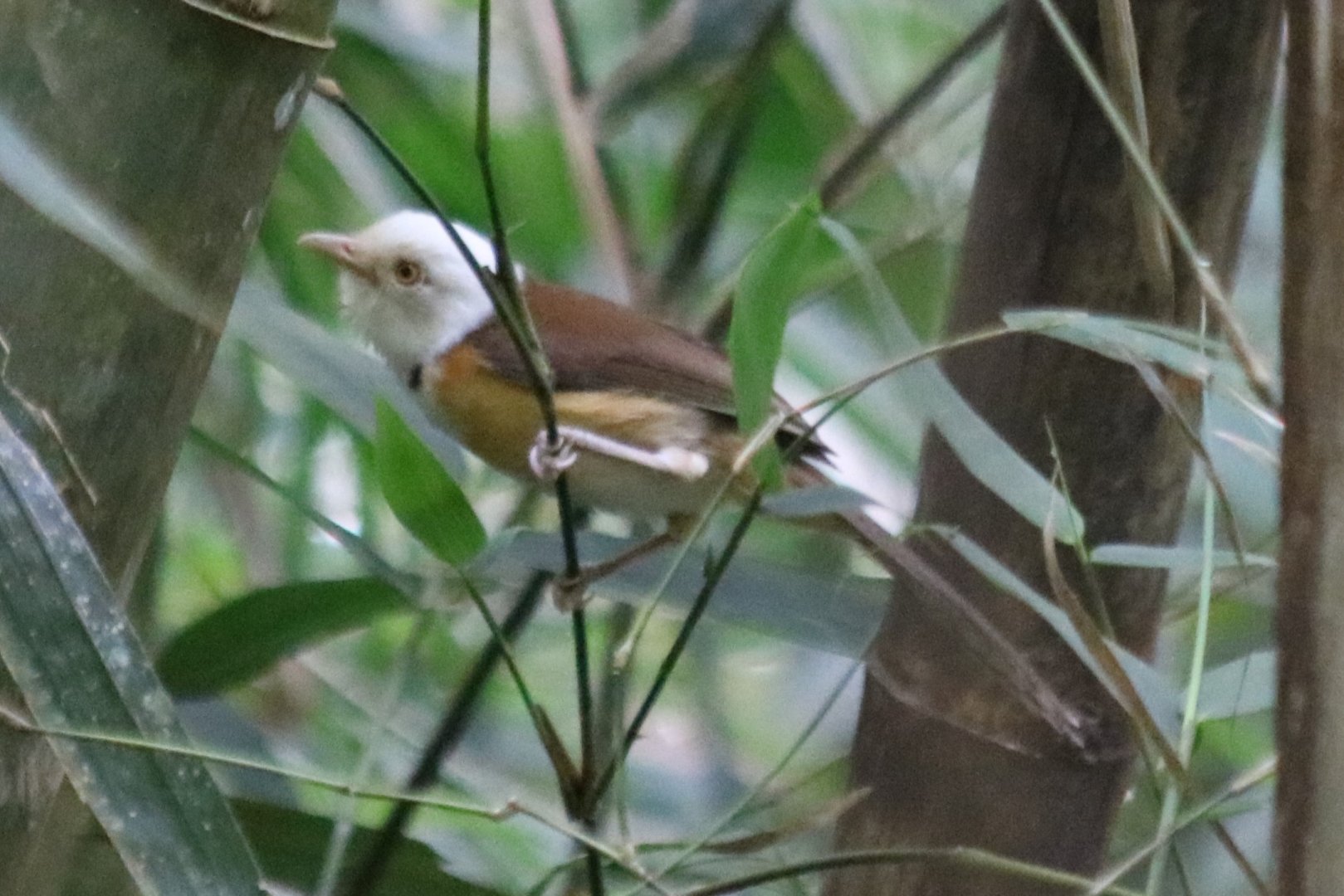 White-hooded Babbler