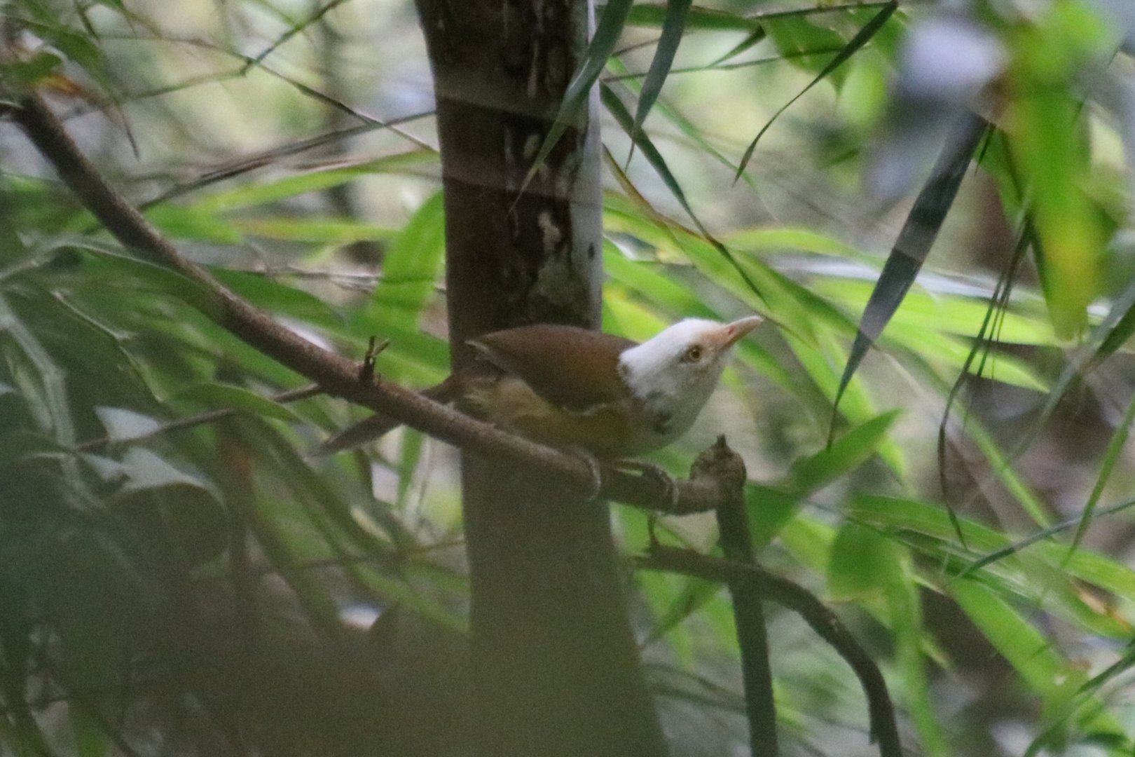 White-hooded Babbler