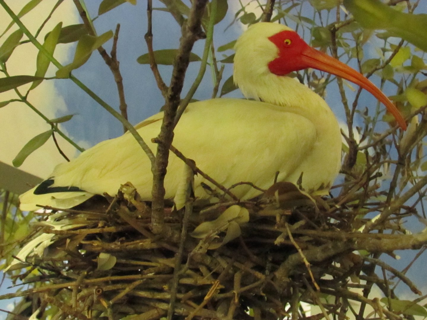 White Ibis 1