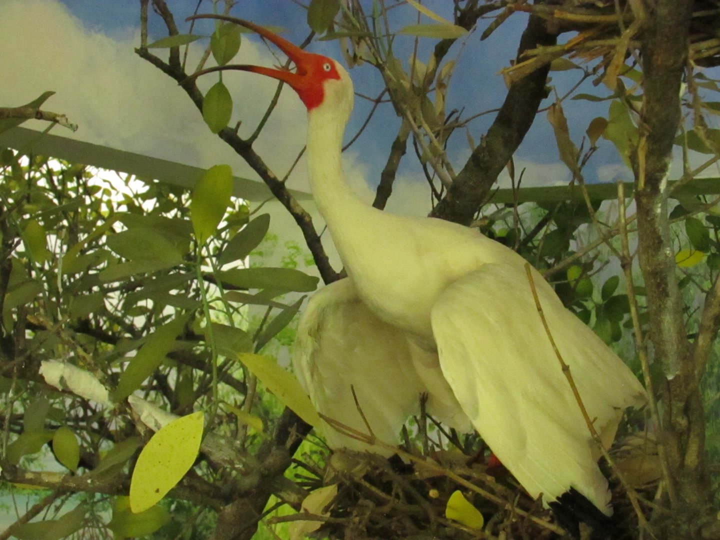White Ibis 2