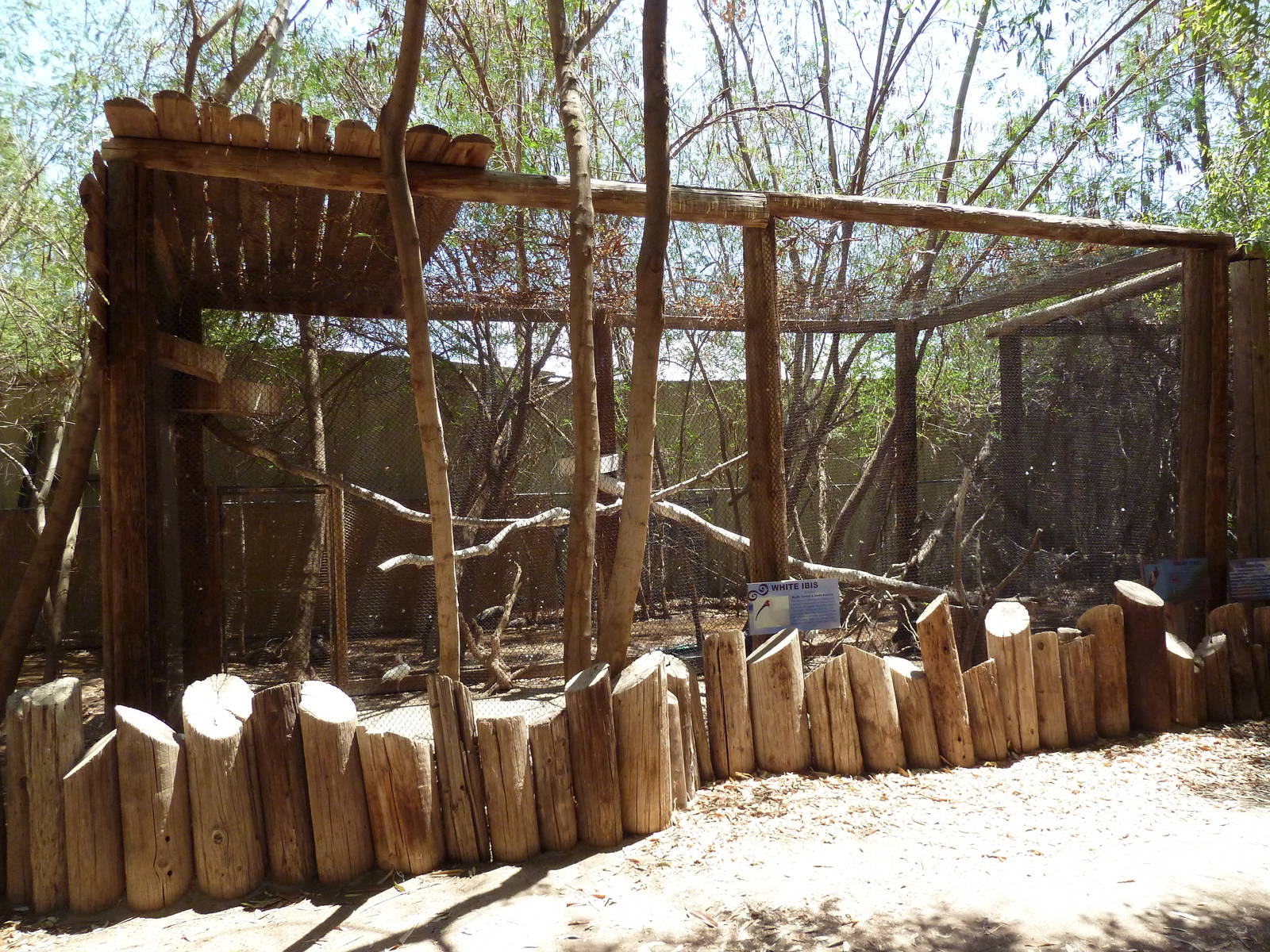 White Ibis/Abdim's Stork Exhibit