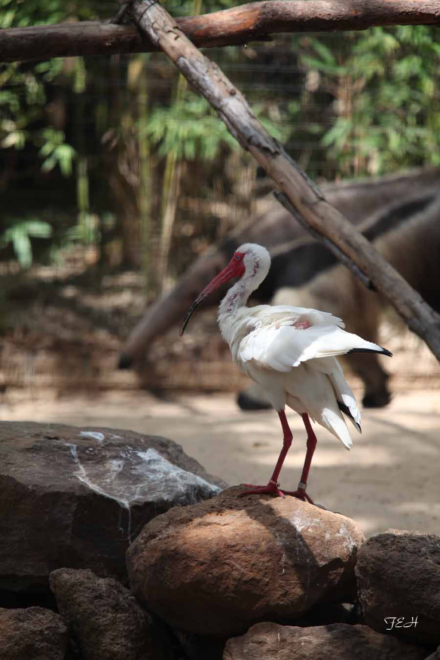 white ibis and anteater