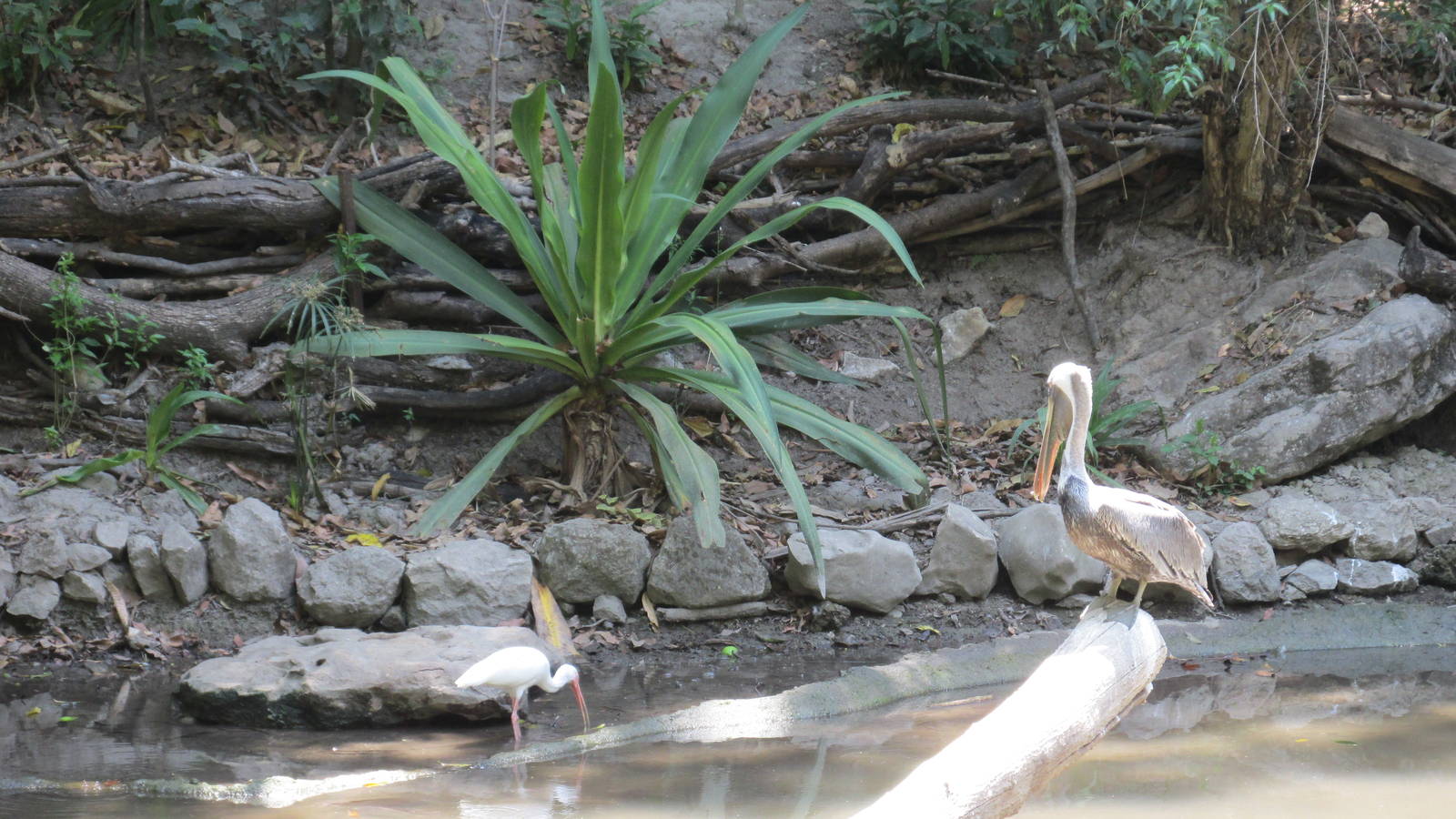 white ibis and brown pelican zoomat