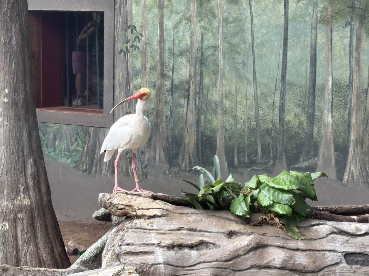 White Ibis - Brookfield Zoo, 9/6/2025