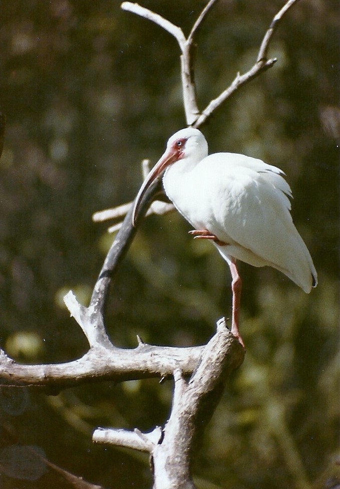 White Ibis - Circa 1984