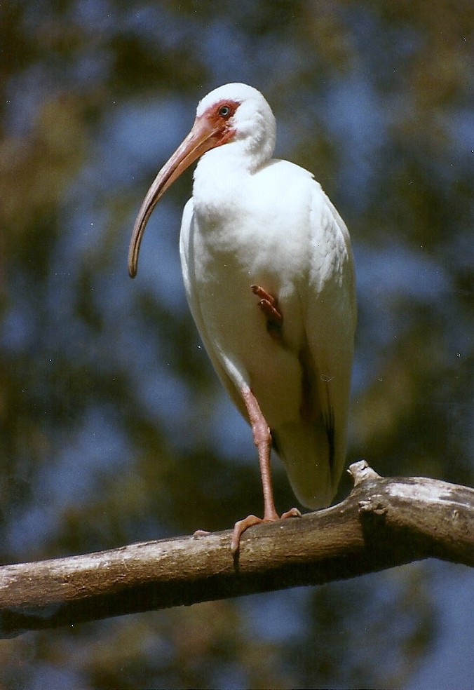 White Ibis - Circa 1984