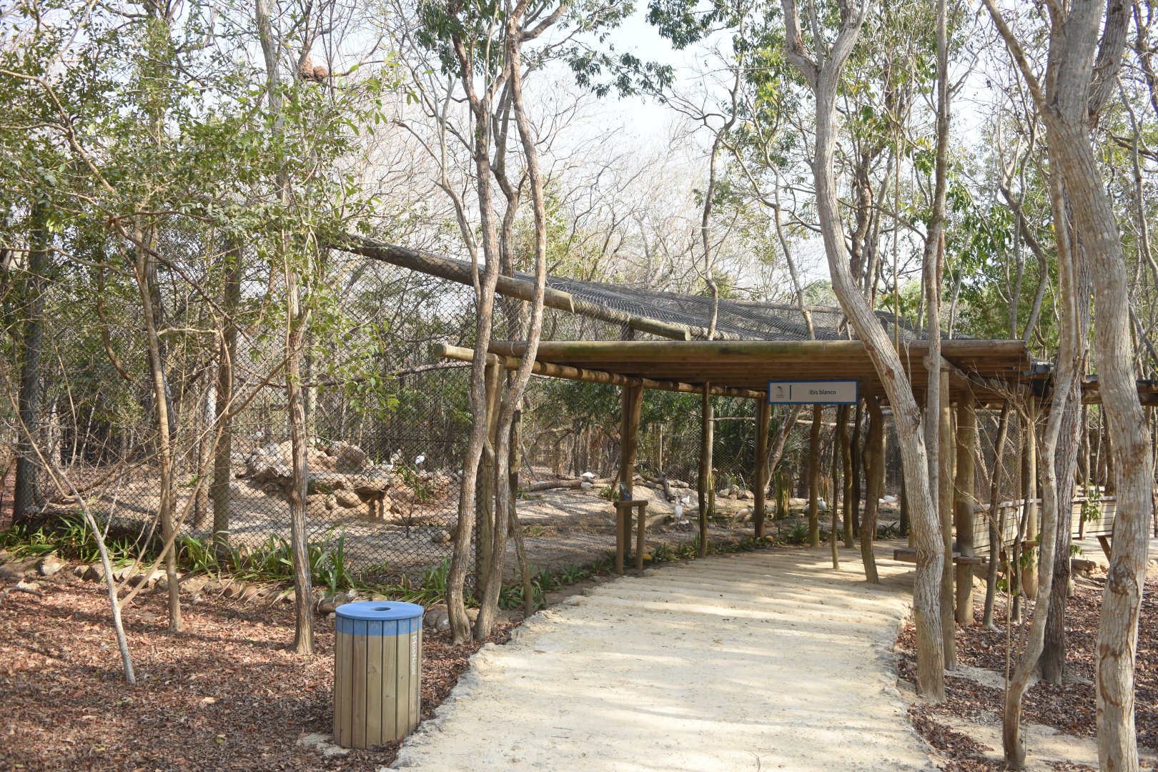 White ibis (Eudocimus albus) aviary